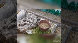 Мой опыт содержания и кормления иволги в вольере.