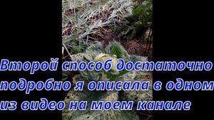Обнаружила, что моя капуста в дырках Рассказываю, какие меры приняла