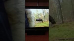 Охота в Норвегии на лося. Ружьё с оптикой и глушителем.