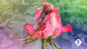 #РозыИдождь#Видеоklass#ЖаннаДаценко#