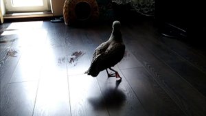 Птенец чайки готов к первому полёту. 22 дня жизни с людьми