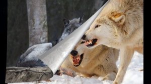 30 интересных фактов о волках