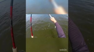 Сарган на Де-Фризе 19 июля 2022 г.