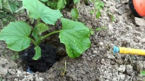 Выращивание ранних огурцов. Выращивание в мешке, в открытом грунте, прищипка, подкормки.