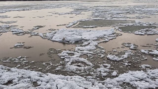 Ледоход на Иртыше 2020 в Омске смотреть онлайн