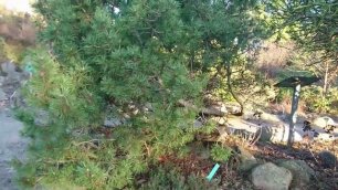 Сосна горная (дат. Bjergfyr, лат. Pinus mugo). Ботанический сад г. Орхус, Дания. 27 янв. 2023