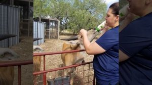 Feeding ostrich and bottle feeding deer