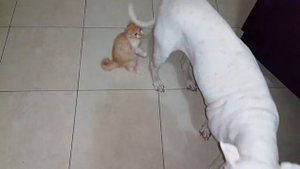 Котенок vs Аргентинский дог 😂