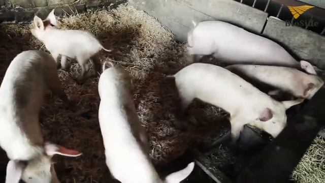 Технология активации ферментационной подстилки Bio Side смотреть онлайн