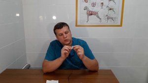 ЧТО ДЕЛАТЬ, ЕСЛИ КОШКА ПРОСИТ КОТА?