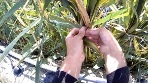 Строим скрадок на воде