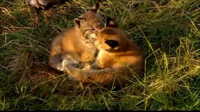 РУССКАЯ ДУША НАРАСПАШКУ С ПОЛЕМ МОРИА