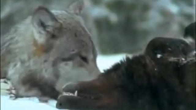 Волки поле битвы смотреть онлайн