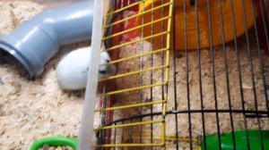 ||Интересные факты про Хомяков|| Этого Вы точно не знали||Джунгарский комяк||