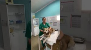 Ветеринарный кабинет