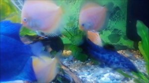 Недельная одаптация дискусов белый даймонд и белый леопард