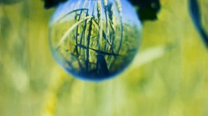 Капля Росы в пшеничном поле | Футажи красивая природа [FullHD]