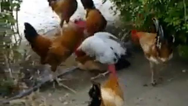 Одна курица и столько петух смотри до конца жалко смотреть онлайн