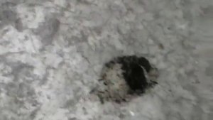 Почему чернеют свечи,ТАВРИЯ,Славута,Сенс