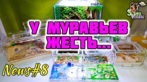 Все мои муравьи в одном видео ● Новые проблемы ● Муравьиные новости #8