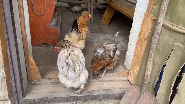 Где в КУРЯТНИКЕ ИСКАТЬ куриных блох и ПАРАЗИТОВ смотреть онлайн