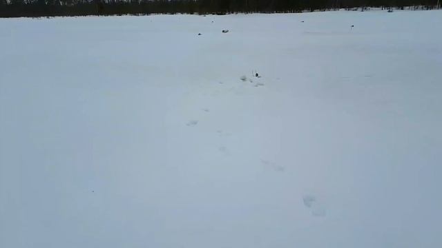 Выставили 40 жерлиц,завтра будем проверять!!! смотреть онлайн