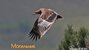 Птицы Красной книги Донецкой Народной Республики ч.3