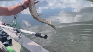 Вываживание большой щуки