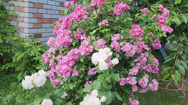 15.06.2023 г. Новые саженци роз #Кейра, #Тоффи, #ФрейФрауКаролина. И немного других сортов. смотреть онлайн