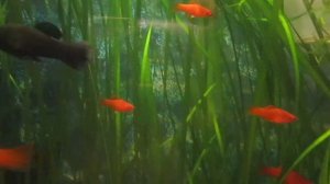 уход за мальками меченосца