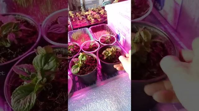 обзор цветов на 29.11.2021 смотреть онлайн