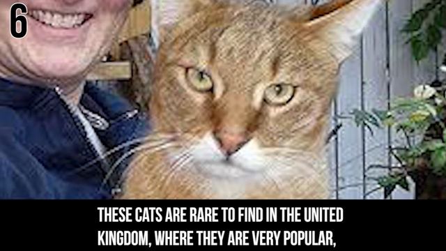 12 BIGGEST Cat Breeds