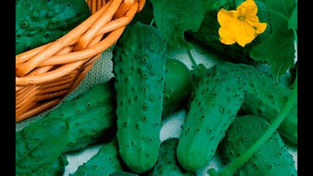 Огурец СИБИРСКАЯ ГИРЛЯНДА F1 / СУПЕРУРОЖАЙНЫЙ / смотреть онлайн