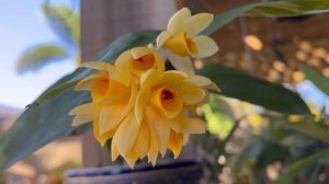 Dendrobium sulcatum in bloom