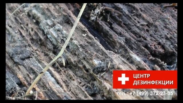 Мокрица в квартире - чем опасны мокрицы