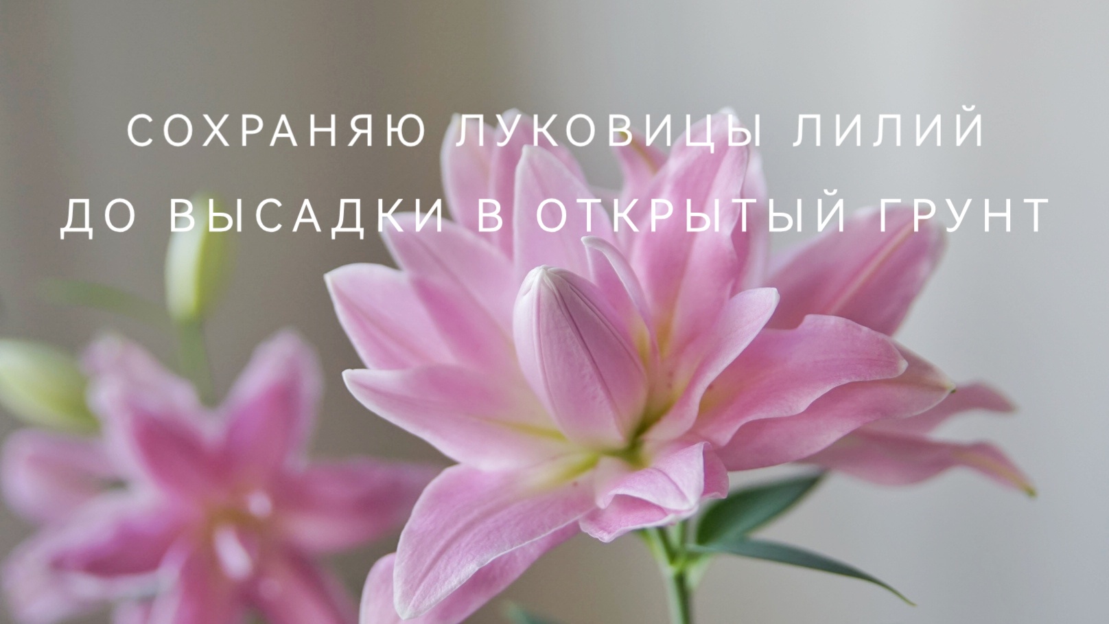 Хранить лилии до весны. Как сохранить луковицы лилий до весны в домашних условиях без посадки.