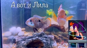 Акара бирюзовая баллон - Фрай и Лила