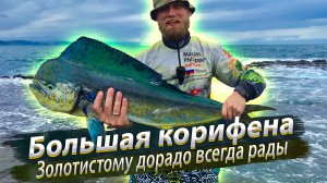 Восточно-Китайское море. Корифена. Малый тунец. Лакедра. Морская рыбалка.