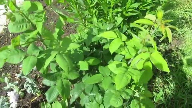 Дача-июнь 2019. Розы, черенки роз и петуния. смотреть онлайн