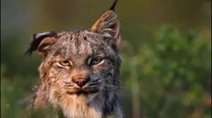 Животные Урала