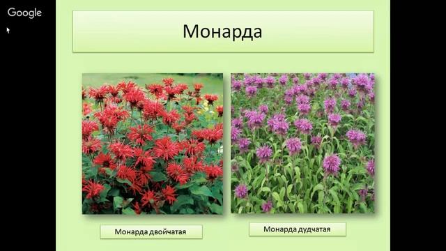 Целебный аптекарский огород Презентация