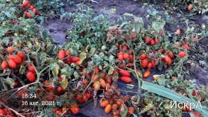 Томат черри Минимарцано F1