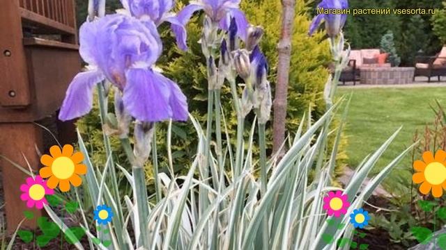 Ирис бледный Альбо варигата. Краткий обзор, описание характеристик iris pallida Albo variegata смотреть онлайн