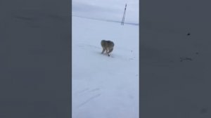 Погоня за волком!