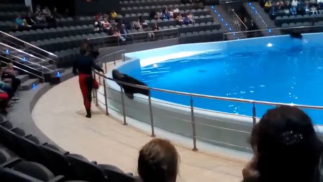 Новосибирский дельфинарий: морские котики! смотреть онлайн