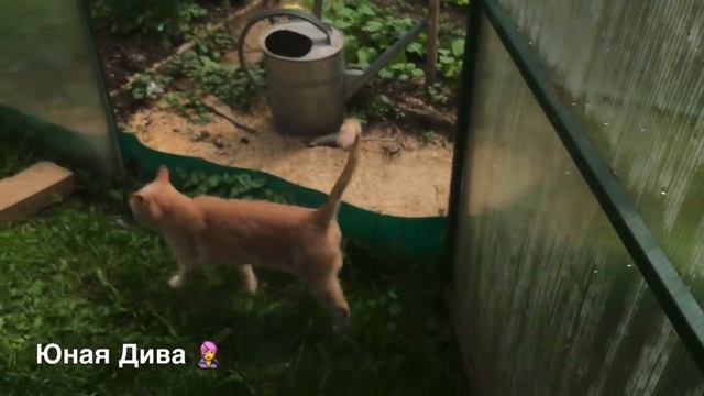 LC635:Женский клуб. Дача. Сад огород на даче. Что пропало из-за дождей. Красивые цветы на даче. смотреть онлайн