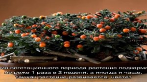 Паслен комнатный: примеры по уходу и основные сорта растения