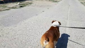 Американский бульдог.Терпение и невозмутимость бульдога / American bulldog