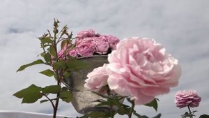 Taufe der Rose "Königin Marie" im Schloss Herrenhausen
