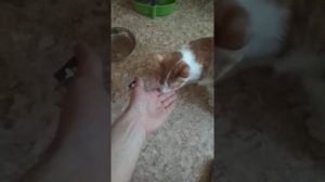 Кошка ревнует к другой